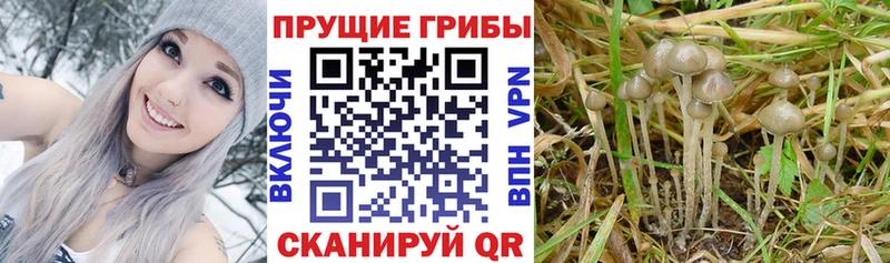 Купить  Данков  Псилоцибиновые грибы Cubensis 